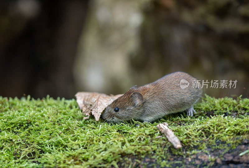 可爱的银行田鼠（Myodes glareolus）